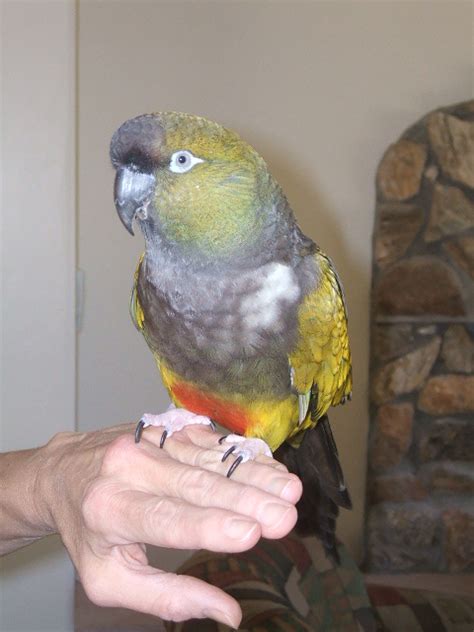 tucson parrot rescue